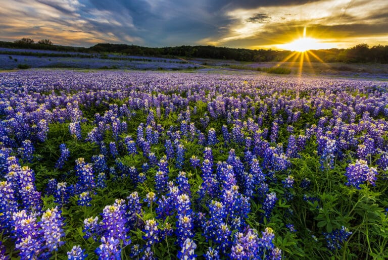 Texas bluebonnet field at sunset.